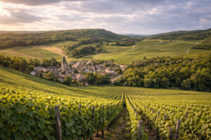 Vigneti della regione Champagne in Francia