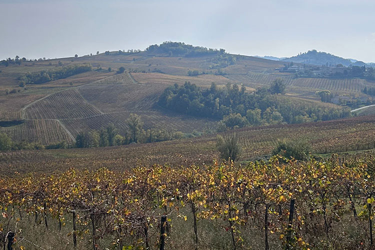 Paesaggio collinare della Lombardia con vigneti ordinati e dolci pendii coltivati a vite, simbolo della tradizione vinicola lombarda e della varietà dei suoi territori vitati.
