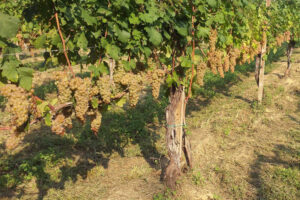 Vigneti del Piemonte con filari di vite coltivati sulle colline, simbolo della tradizione vinicola piemontese