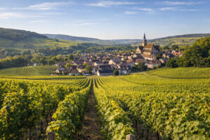 Vigneti di Chablis in Borgogna, culla dello Chardonnay più essenziale e minerale