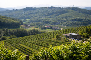 Paesaggio vitivinicolo di Prepotto nei Colli Friuli Orientali, con vigneti collinari e territorio di confine friulano