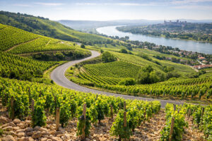 Vigneti del Rodano Meridionale nella Valle del Rodano in Francia con colline vitate, strada panoramica e fiume Rodano sullo sfondo