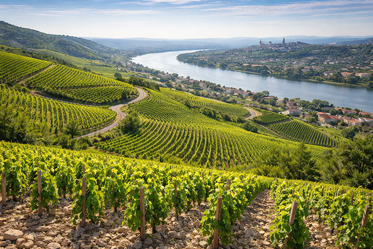 Paesaggio vitivinicolo della Valle del Rodano in Francia con vigneti collinari e il fiume Rodano