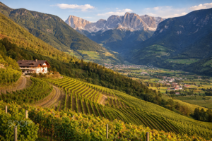 Paesaggio vitivinicolo dell’Alto Adige con vigneti terrazzati e Dolomiti sullo sfondo