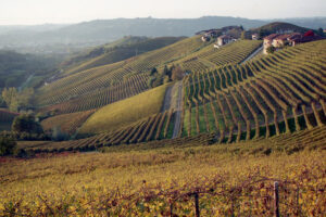 Colline vitate delle Langhe nei dintorni di Barbaresco in Piemonte, vigneti di Nebbiolo nel cuore della zona del Barbaresco DOCG