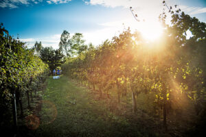 Vigneti nella Pianura Trevigiana a Mansuè Basalghelle al tramonto tra filari di vite