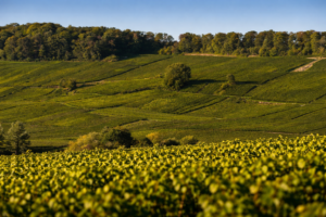 Vigneti di Sermiers Premier Cru nella Montagne de Reims in Champagne