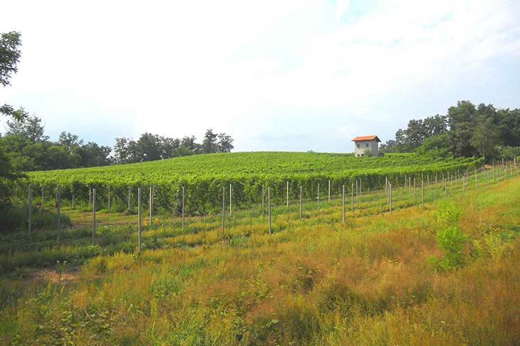 Cantina Fontechiara