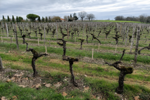 Vigneti del Sud-Ovest della Francia tra le colline del Bergerac