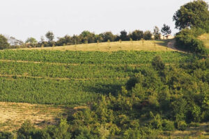 Vigneti dei Colli Tortonesi tra le colline del Piemonte