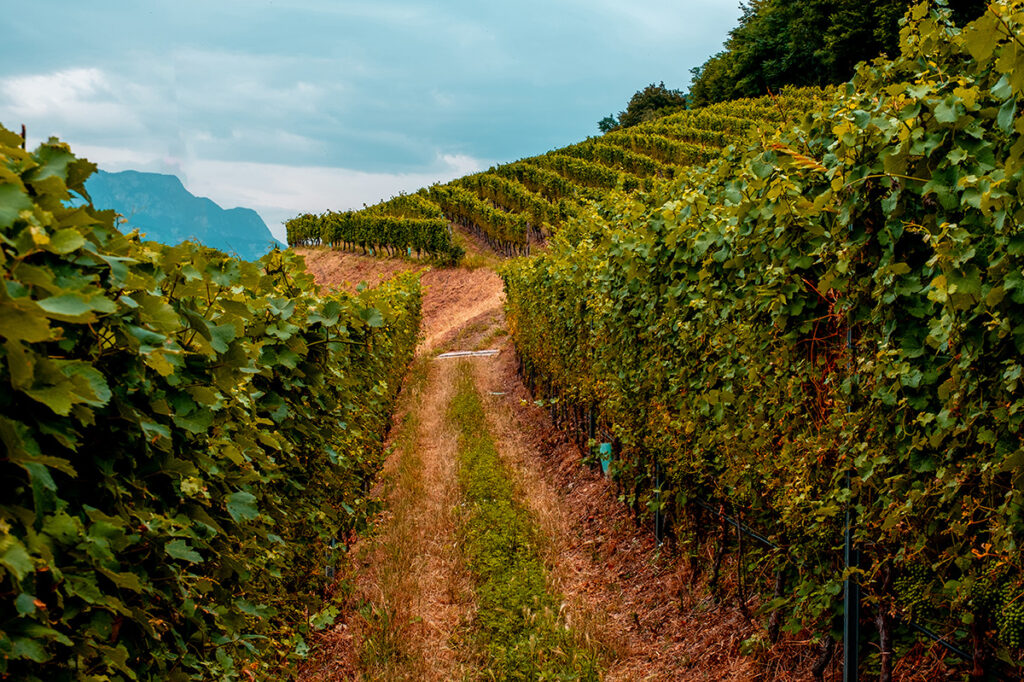 Vigneti del Trentino-Alto Adige tra colline e montagne
